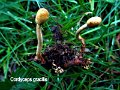 Ophiocordyceps gracilis-amf523-1